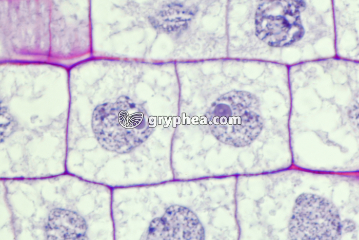 Racine de Blé - Cellule végétale en cours de division (mitose) : fin de division x150 - gryphea.org
